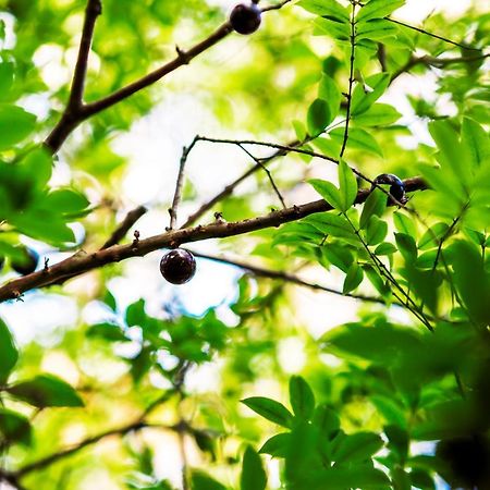 Pousada Palmeira Imperial Araquari Zewnętrze zdjęcie